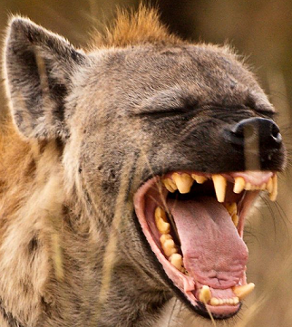 Yawning Hyena photo by Einat Zobel Spotted Hyaena dentition