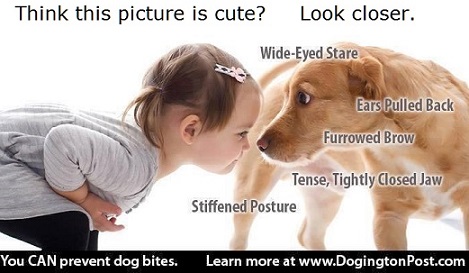 This is an EXCELLENT graphic!
Pay attention to what a dog is telling you. And teach children to respect a dog's space! Too many dogs end up in shelters (or worse, put down) because the adults in charge were not monitoring the child/dog situation.
Many times when a dog bites a kid parents say, there were no warnings. He just bit him for no reason.
The unfortunate truth is that there are almost always warning signs, but the humans miss them. This photo shows a few warning signs that the dog is uncomfortable and may bite. Dog_afraid_of_baby.jpg