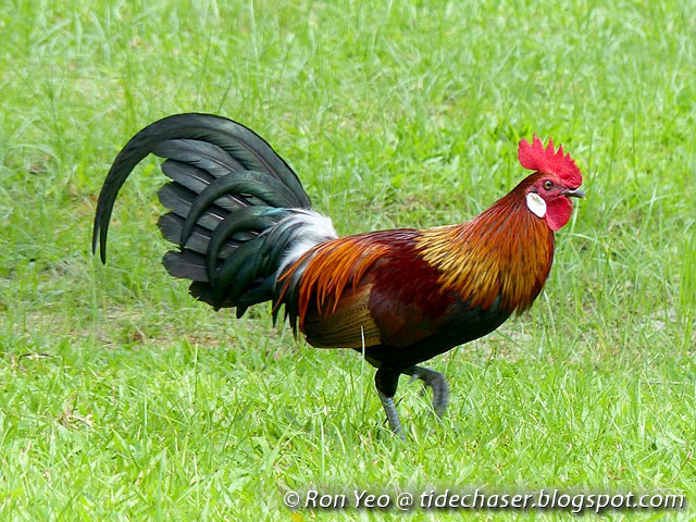 Gallus gallus, the Red Junglefowll