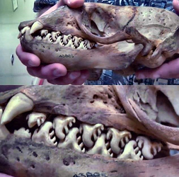 Teeth Teeth of Crabeater Seal, a filter feeder, eats krill