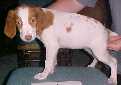 Brit puppy